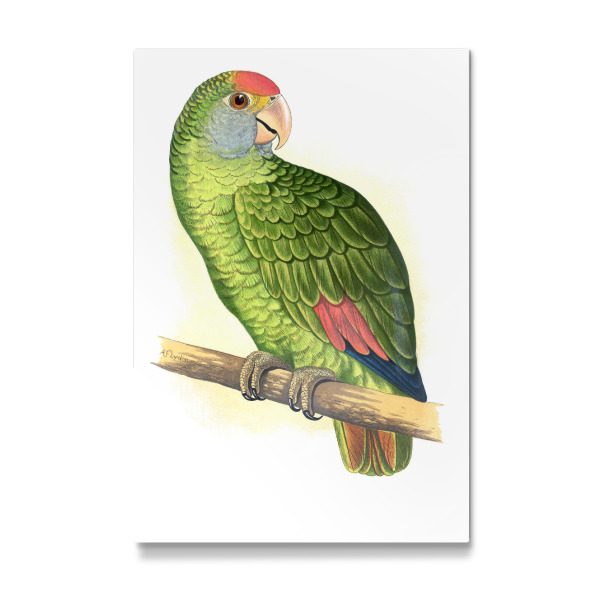 Galerie-Print "Dufresnes Amazonas" 75x50 cm artboxONE