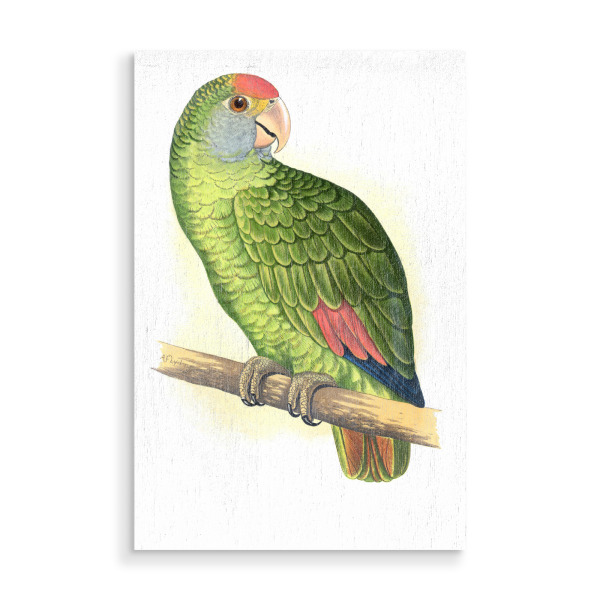 Holzbild "Dufresnes Amazonas" artboxONE - Natur,Tiere