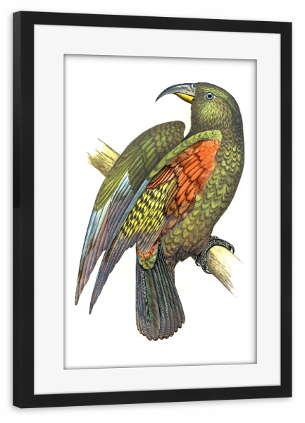 Poster mit Rahmen schwarz "Bergpapagei" artboxONE - Natur,Tiere