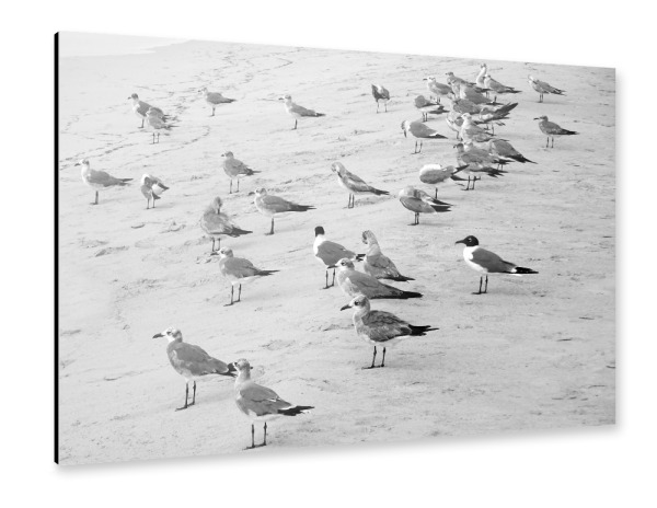 Alu-Dibond "Gulls at Beach" 30x20 cm artboxONE