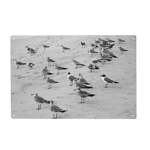 Holzbild "Gulls at Beach" artboxONE - Natur,Reise,Tiere,Schwarzweiß,Reise / Strand und Meer