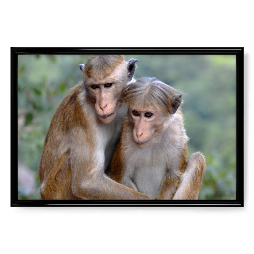 Ceylon Hat Monkeys Couple