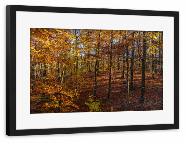 Poster mit Rahmen schwarz "Herbst im Nationalpark" artboxONE - Natur,Reise