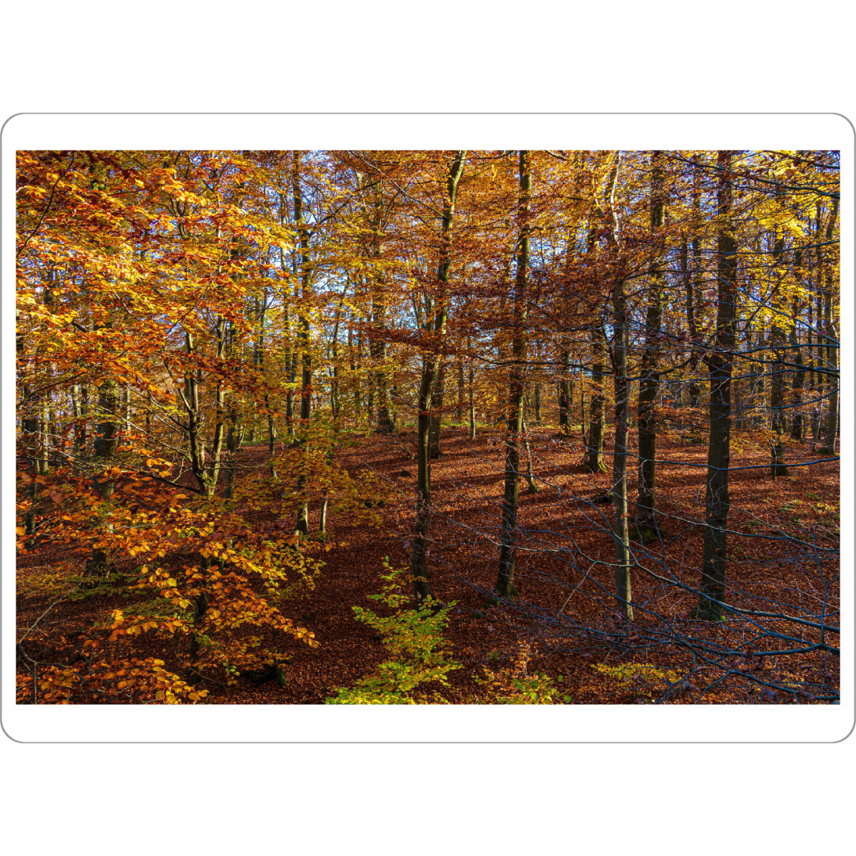 Tischset "Herbst im Nationalpark" artboxONE - Natur,Reise