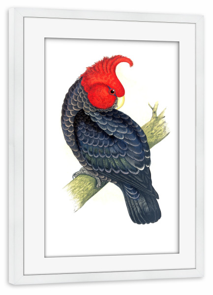 Poster mit Rahmen weiß "Gang-Gang-Kakadu" artboxONE - Natur,Tiere,Für Mama