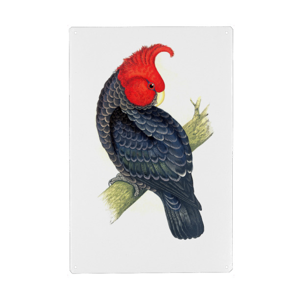 Holzbild "Gang-Gang-Kakadu" artboxONE - Natur,Tiere,Für Mama