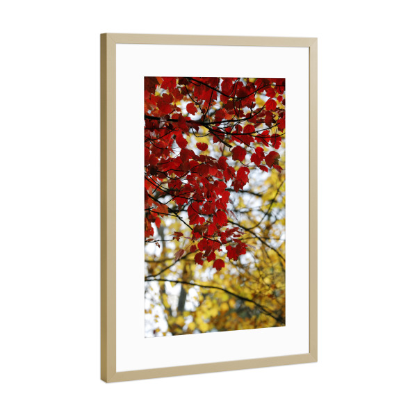Poster mit Rahmen Gold "Herbst Ästhetik rot gelb" artboxONE - Natur,Reise,Floral - Herbst,Blätter,Rot,Gelb,Schönheit,Natur,Bokeh,Minimalismus,ästhetik