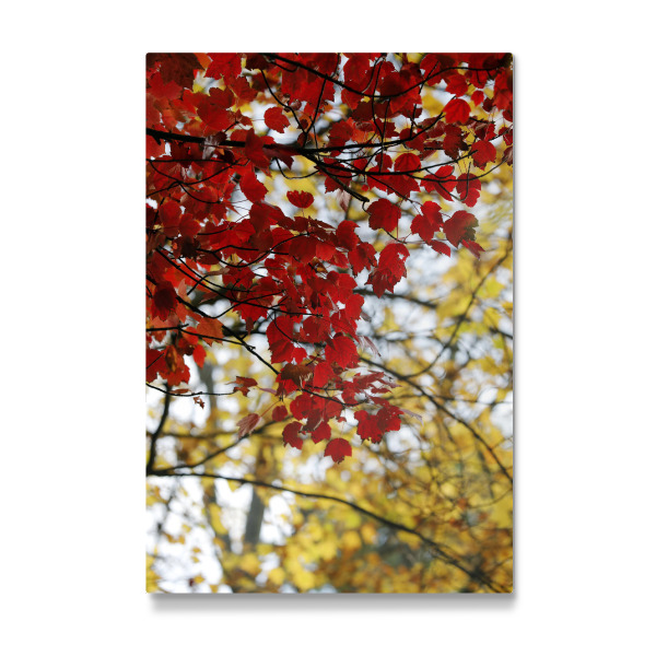 Galerie-Print "Herbst Ästhetik rot gelb" 75x50 cm artboxONE