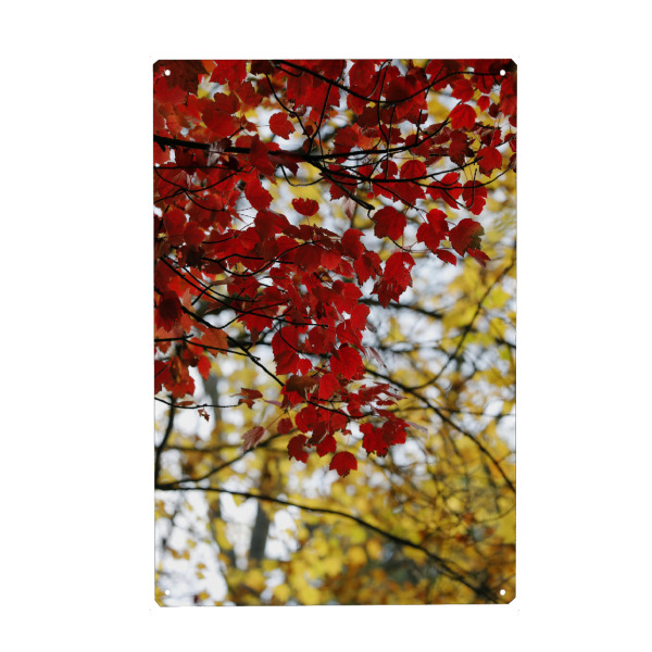 Holzbild "Herbst Ästhetik rot gelb" artboxONE - Natur,Reise,Floral - Herbst,Blätter,Rot,Gelb,Schönheit,Natur,Bokeh,Minimalismus,ästhetik