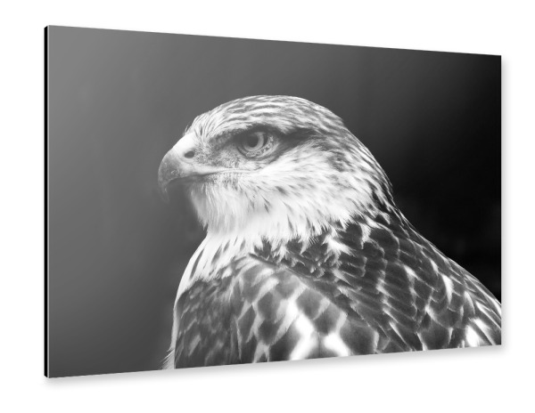 Alu-Dibond "Falke s/w" 30x20 cm artboxONE