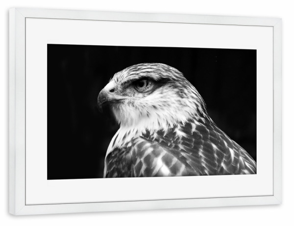 Poster mit Rahmen weiß "Falke s/w" artboxONE - Natur,Tiere,Schwarzweiß