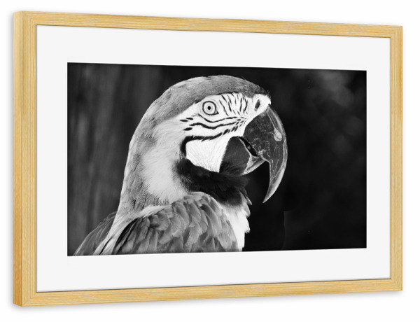 Poster mit Rahmen kiefer "Ara s/w" artboxONE - Natur,Reise,Tiere,Schwarzweiß,Reise / Länder