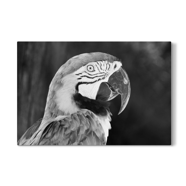 Galerie-Print "Ara s/w" 75x50 cm artboxONE