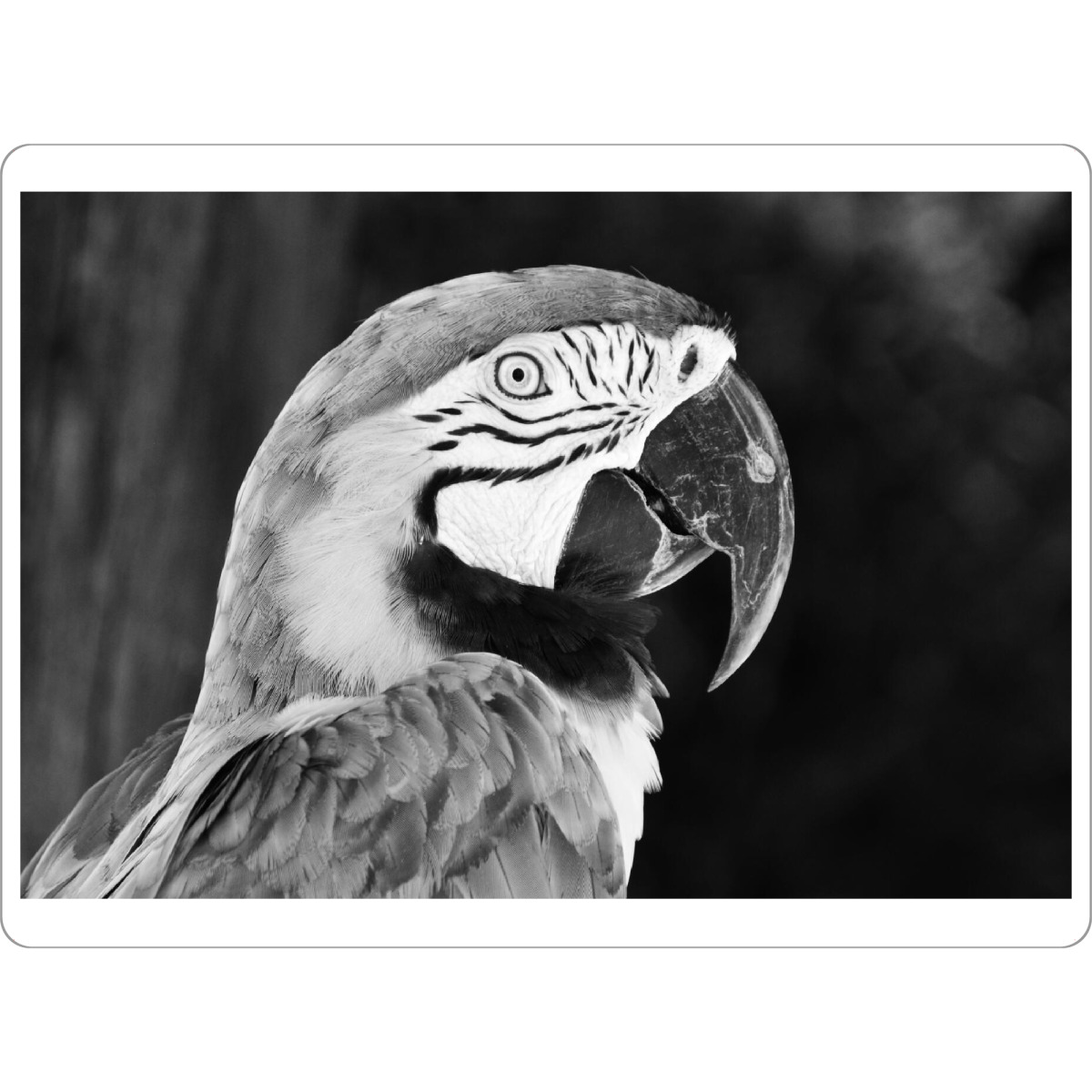 Tischset "Ara s/w" artboxONE - Natur,Reise,Tiere,Schwarzweiß,Reise / Länder