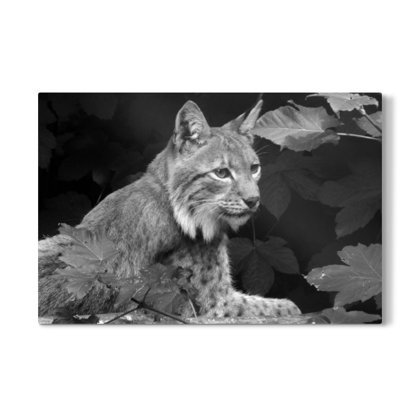 Galerie-Print "Luchs schwarzweiß" 75x50 cm artboxONE