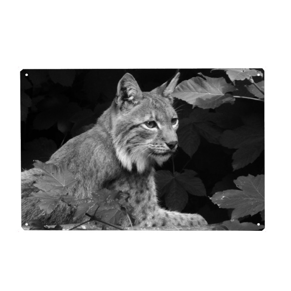 Metall Poster "Luchs schwarzweiß" artboxONE - Natur,Tiere,Schwarzweiß