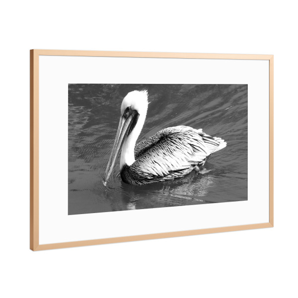 Poster mit Rahmen Kupfer "Pelican b/w" artboxONE - Natur,Reise,Tiere,Reise / Strand und Meer,Reise / Länder