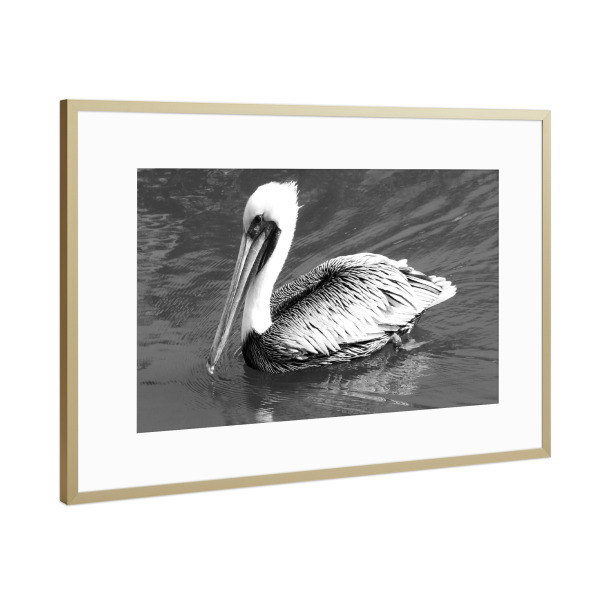 Poster mit Rahmen Gold "Pelican b/w" artboxONE - Natur,Reise,Tiere,Reise / Strand und Meer,Reise / Länder