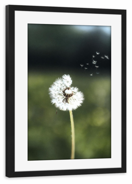 Poster mit Rahmen schwarz "Löwenzahn Natur" artboxONE - Natur,Floral