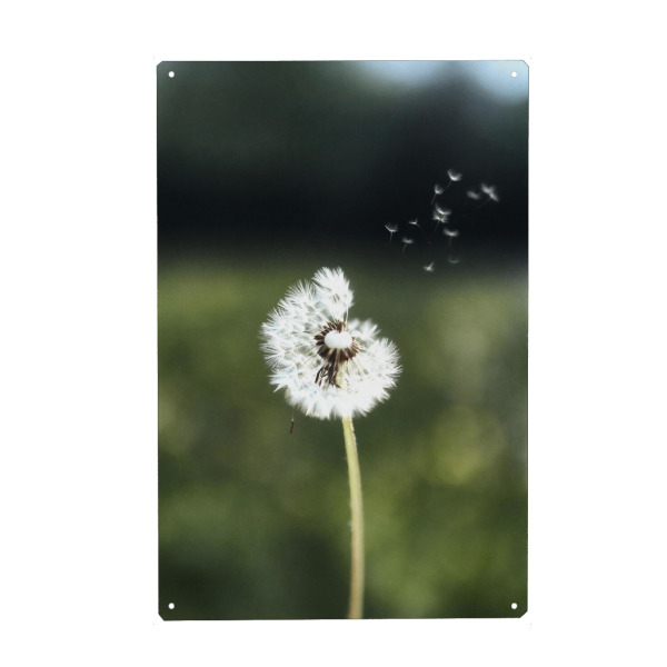 Holzbild "Löwenzahn Natur" artboxONE - Natur,Floral