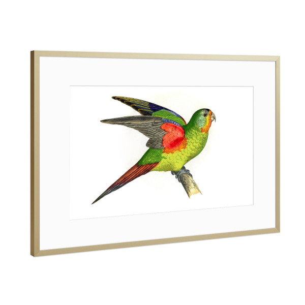 Poster mit Rahmen Gold "Schneller Wellensittich" artboxONE - Natur,Tiere,Für Mama