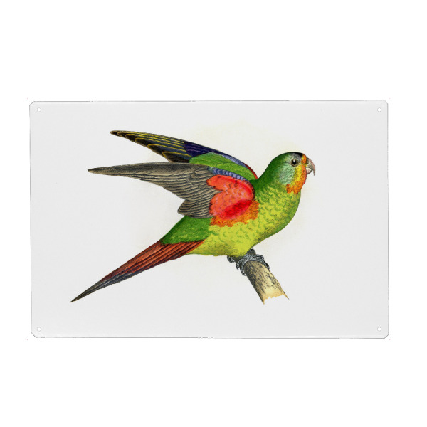Metall Poster "Schneller Wellensittich" artboxONE - Natur,Tiere,Für Mama