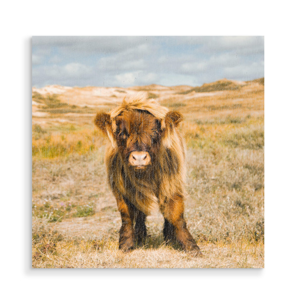 Holzbild "Looking" artboxONE - Natur,Tiere,Reise / Strand und Meer,Reise / Länder - Tier,Highland cow,Highland rind,Tierportrait,Portrait,Dünen,Himmel