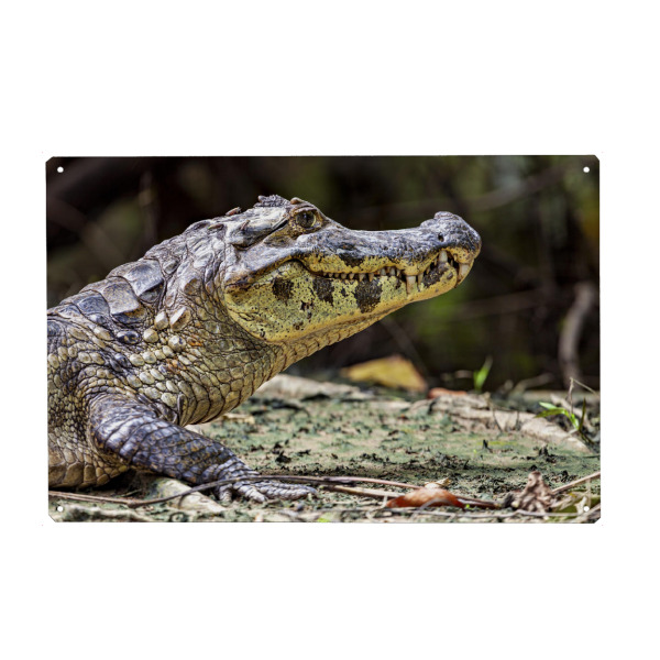 Metall Poster "Der Alligator" artboxONE - Tiere - Kaiman,Alligatoren,Krokodile,Bolivien,Pampas,Wildlife,Reptilien,Regenwald,Dschungel,Amazonas