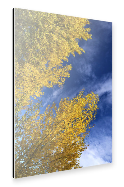 Alu-Dibond "Gelbes Herbstlaub" 75x50 cm artboxONE
