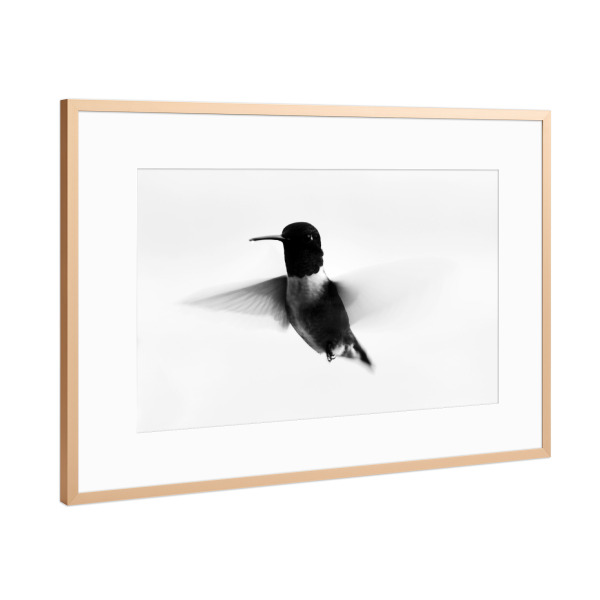 Poster mit Rahmen Kupfer "Colibri s/w" artboxONE - Natur,Reise,Tiere,Schwarzweiß,Reise / Länder