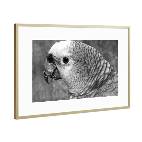 Poster mit Rahmen Gold "Green Parrot b/w" artboxONE - Natur,Reise,Tiere,Schwarzweiß,Reise / Länder