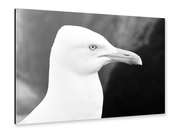 Alu-Dibond "Seagull b/w" 30x20 cm artboxONE