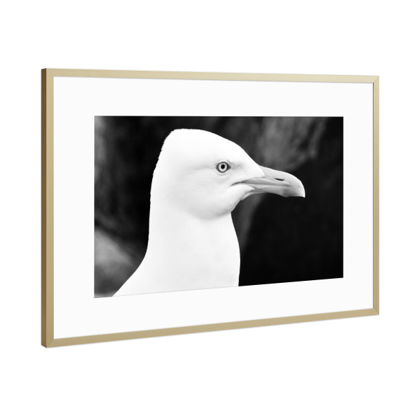 Poster mit Rahmen Gold "Seagull b/w" artboxONE - Natur,Reise,Tiere,Schwarzweiß,Reise / Strand und Meer