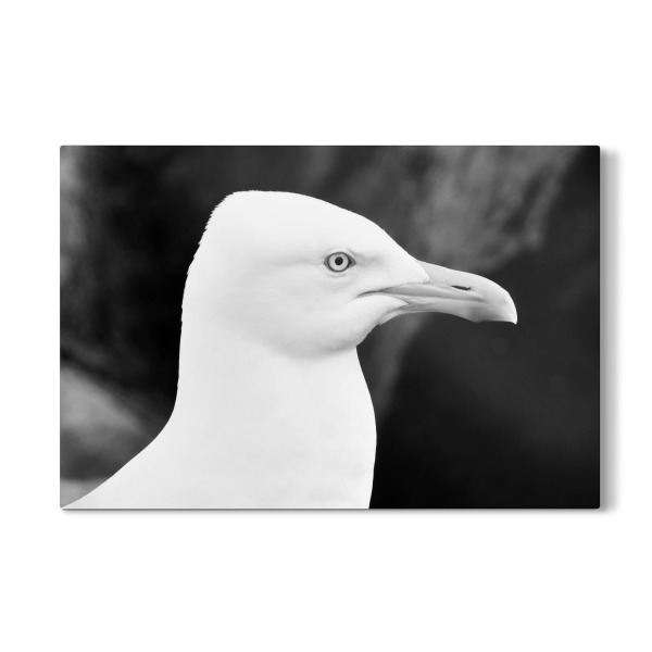Galerie-Print "Seagull b/w" 75x50 cm artboxONE