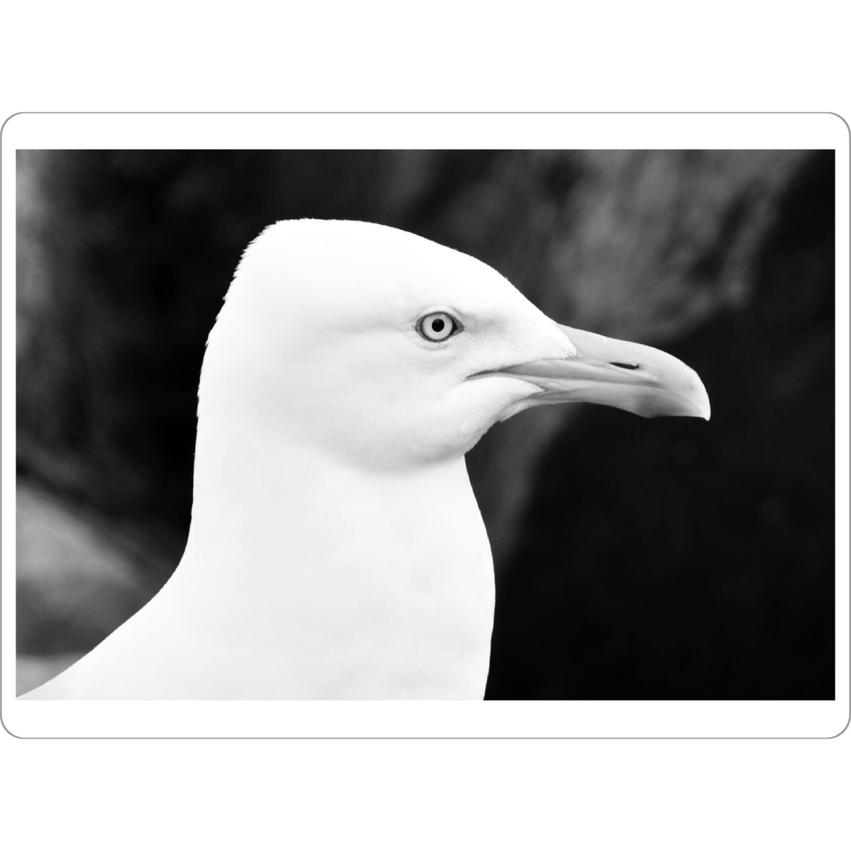 Tischset "Seagull b/w" artboxONE - Natur,Reise,Tiere,Schwarzweiß,Reise / Strand und Meer