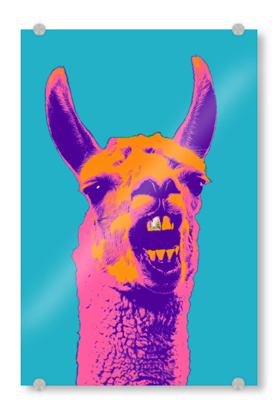 Acrylglasbild "Lama mit Goldzahn" artboxONE - Typografie,Fiktion,Lustig