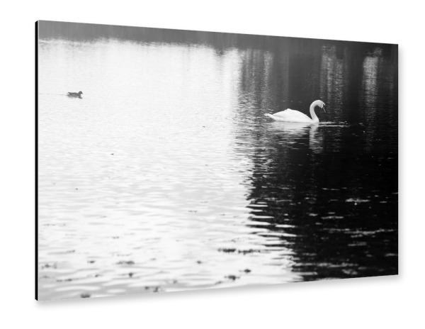 Alu-Dibond "Schwan schwarz-weiß" 75x50 cm artboxONE