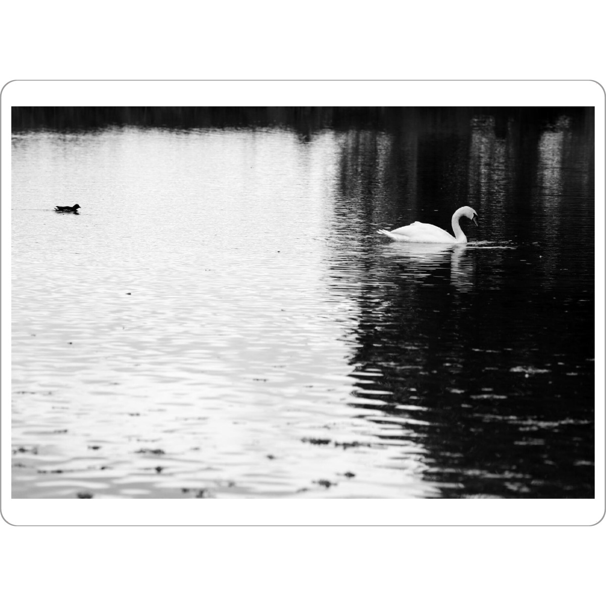 Tischset "Schwan schwarz-weiß" artboxONE - Natur,Tiere,Schwarzweiß