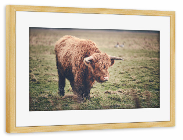 Poster mit Rahmen kiefer "Highland Rind auf der Weide" artboxONE - Natur,Tiere