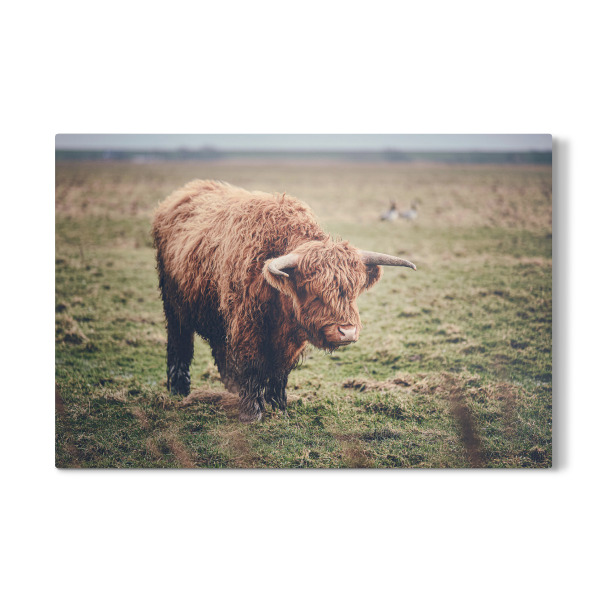 Galerie-Print "Highland Rind auf der Weide" 75x50 cm artboxONE