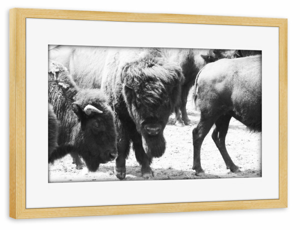 Poster mit Rahmen kiefer "Bisons s/w" artboxONE - Natur,Reise,Tiere,Schwarzweiß,Reise / Länder