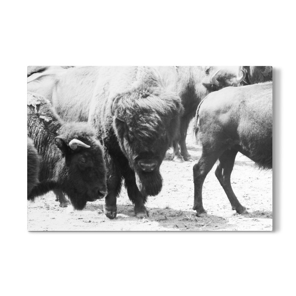 Galerie-Print "Bisons s/w" 30x20 cm artboxONE