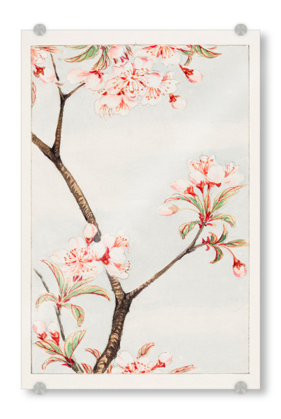 Acrylglasbild "Sakura Kirschblüte - M. Morikage" artboxONE - Natur,Floral,Reise / Asien