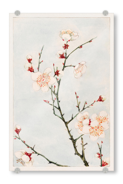Acrylglasbild "Pflaumenzweige - M. Morikaga" artboxONE - Natur,Floral,Reise / Asien