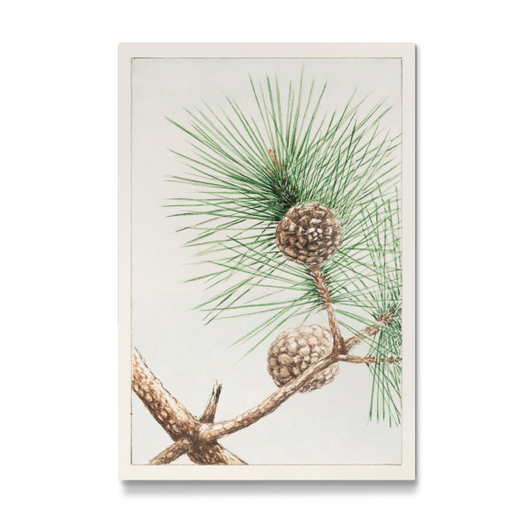 Galerie-Print "Matsu-Kiefer" 30x20 cm artboxONE