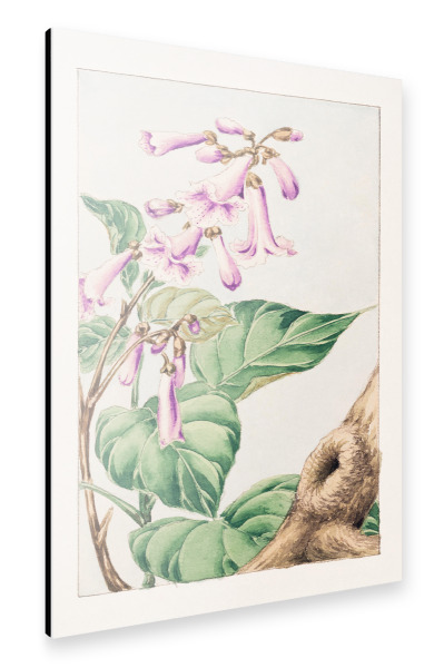 Alu-Dibond "Kiri-Zweig mit Blüten & Blättern" 30x20 cm artboxONE