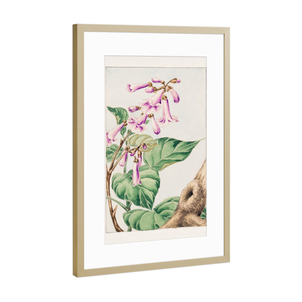 Poster mit Rahmen Gold "Kiri-Zweig mit Blüten & Blättern" artboxONE - Natur,Floral,Reise / Asien
