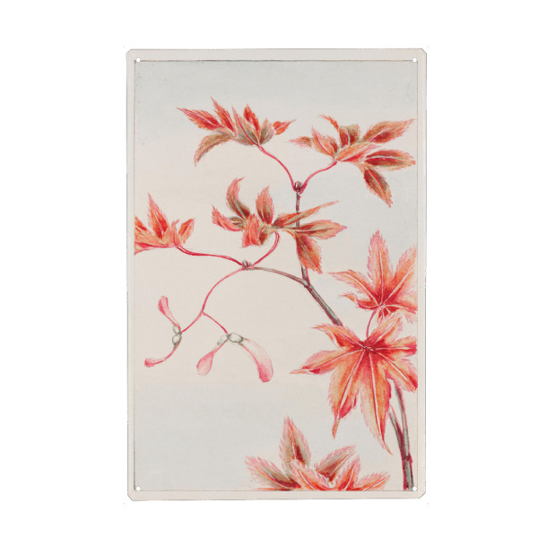Metall Poster "Zweig des Momiji-Ahorns" artboxONE - Natur,Floral,Reise / Asien