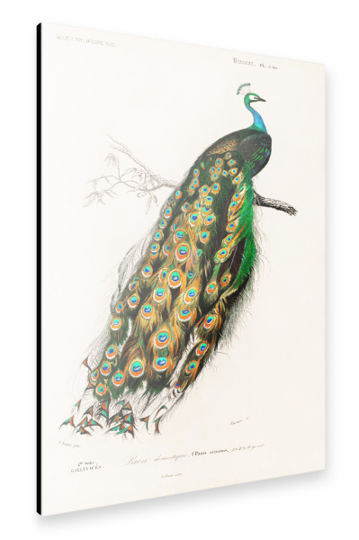 Alu-Dibond "Indischer Pfau" 30x20 cm artboxONE