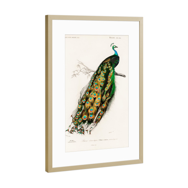 Poster mit Rahmen Gold "Indischer Pfau" artboxONE - Natur,Floral,Tiere